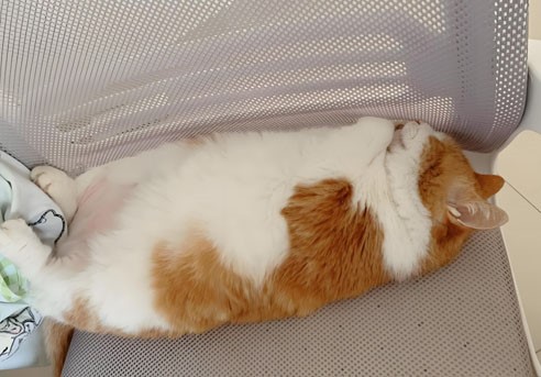 GS-441524 Injection | Shaanxi BLOOM Tech Co., Ltd GS-441524 Injection | Shaanxi BLOOM Tech Co., Ltd