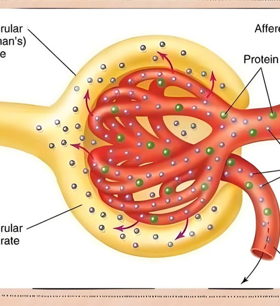 Semaglutide powder use | Shaanxi BLOOM Tech Co., Ltd Semaglutide powder use | Shaanxi BLOOM Tech Co., Ltd