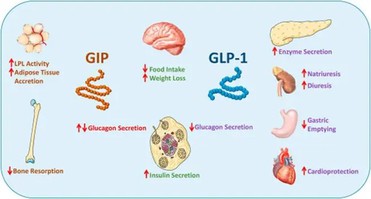 glucagon uses | Shaanxi BLOOM Tech Co., Ltd glucagon uses | Shaanxi BLOOM Tech Co., Ltd