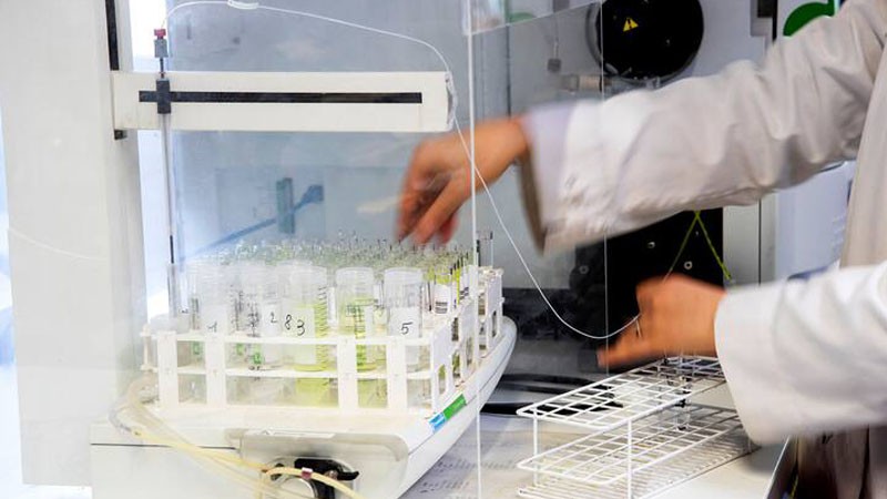 Sulphadimidine Powder | Shaanxi BLOOM Tech Co., Ltd Sulphadimidine Powder | Shaanxi BLOOM Tech Co., Ltd